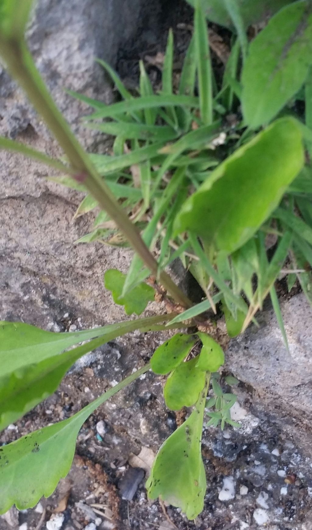 Anthemis. ...no, Leucanthemum sp.